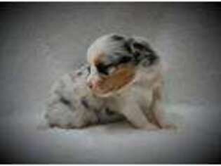 Miniature Australian Shepherd Puppy for sale in Huntington, UT, USA