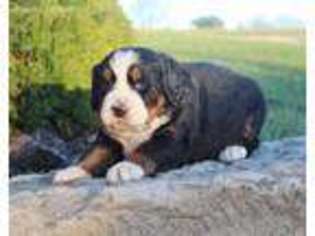 Bernese Mountain Dog Puppy for sale in Millersburg, OH, USA
