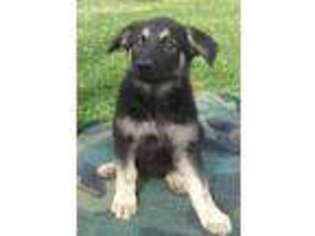 German Shepherd Dog Puppy for sale in Coulterville, IL, USA