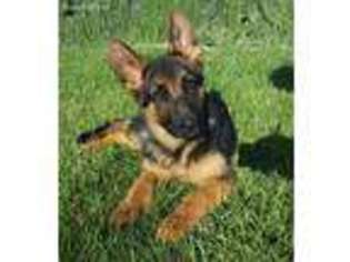 German Shepherd Dog Puppy for sale in Simi Valley, CA, USA