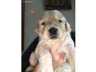 Golden Retriever Puppy for sale in Gaylord, MI, USA