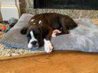 Boxer Puppy for sale in Charlotte, NC, USA