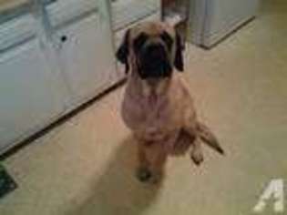 Mastiff Puppy for sale in FINDLAY, OH, USA