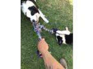 Border Collie Puppy for sale in Ontario, CA, USA