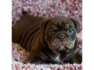 Bulldog Puppy for sale in Las Vegas, NV, USA