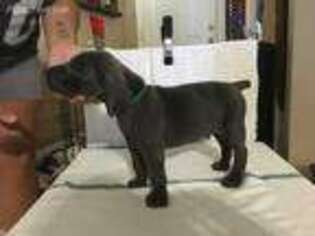 Weimaraner Puppy for sale in Saint Cloud, FL, USA