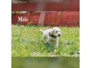 Labrador Retriever Puppy for sale in Salem, OR, USA
