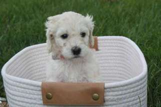 Mutt Puppy for sale in Powell, OH, USA