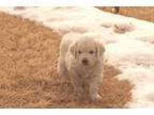 Golden Retriever Puppy for sale in Amherst, CO, USA