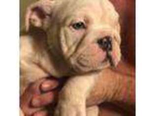 Bulldog Puppy for sale in Kingston, OK, USA