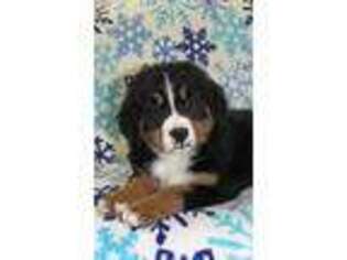 Bernese Mountain Dog Puppy for sale in Lewisburg, PA, USA