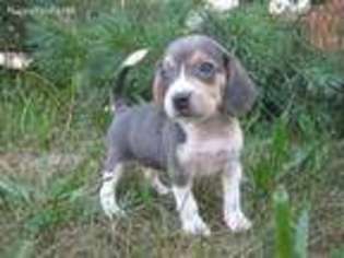 Beagle Puppy for sale in Womelsdorf, PA, USA
