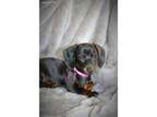 Dachshund Puppy for sale in Asheville, NC, USA
