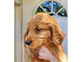 Goldendoodle Puppy for sale in Jarrell, TX, USA