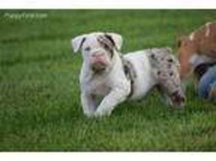 Bulldog Puppy for sale in New Carlisle, IN, USA