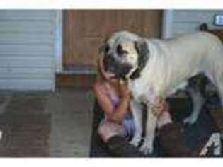 Mastiff Puppy for sale in Suamico, WI, USA