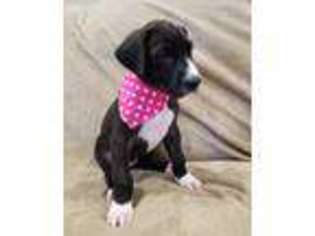 Great Dane Puppy for sale in Bayville, NJ, USA