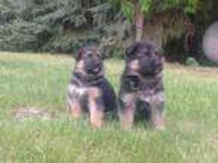 German Shepherd Dog Puppy for sale in Cokato, MN, USA