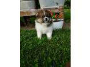 Pomeranian Puppy for sale in Dover, OH, USA