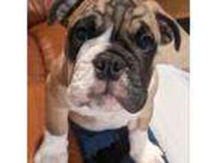 Bulldog Puppy for sale in Salem, OH, USA