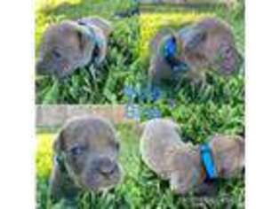 Cane Corso Puppy for sale in Brownsville, TX, USA