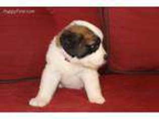 Saint Bernard Puppy for sale in Baker, FL, USA