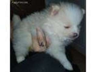 Pomeranian Puppy for sale in NEWARK, NJ, USA