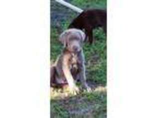 Labrador Retriever Puppy for sale in Oviedo, FL, USA