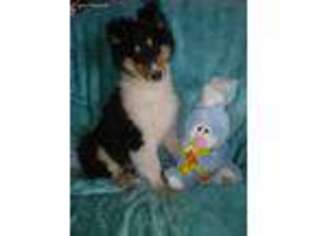 Collie Puppy for sale in Corunna, MI, USA