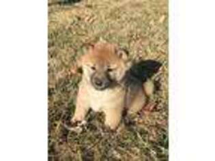 Shiba Inu Puppy for sale in Mount Vernon, IL, USA