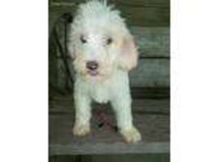 Labradoodle Puppy for sale in North Vernon, IN, USA