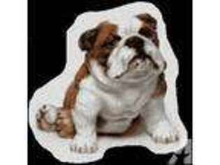 Bulldog Puppy for sale in MEADVILLE, PA, USA
