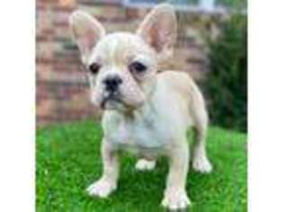 French Bulldog Puppy for sale in Perry, GA, USA