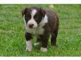 Border Collie Puppy for sale in Elk Grove, CA, USA