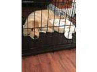 Golden Retriever Puppy for sale in Burbank, IL, USA