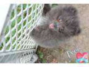 Pomeranian Puppy for sale in CYNTHIANA, IN, USA