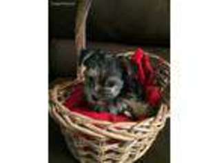 Yorkshire Terrier Puppy for sale in Eagle Mountain, UT, USA