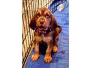 Bloodhound Puppy for sale in Georgetown, IN, USA