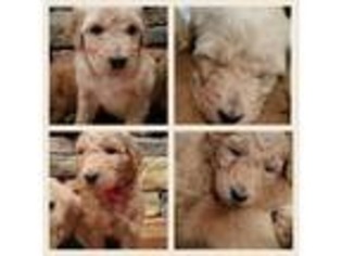 Goldendoodle Puppy for sale in Fyffe, AL, USA