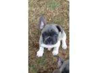 French Bulldog Puppy for sale in Moorestown, NJ, USA