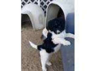 Border Collie Puppy for sale in Lake Elsinore, CA, USA
