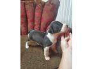 Great Dane Puppy for sale in Golconda, IL, USA