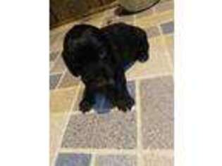 English Cocker Spaniel Puppy for sale in Gilman, WI, USA