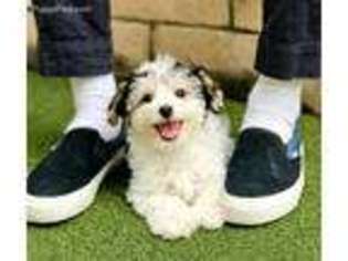 Havanese Puppy for sale in Thousand Oaks, CA, USA