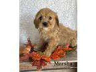 Cavapoo Puppy for sale in Pantego, NC, USA