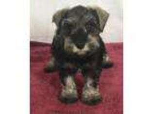 Mutt Puppy for sale in Claypool, IN, USA