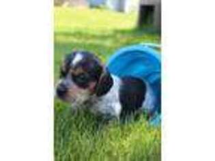 Beagle Puppy for sale in Monroe, WA, USA