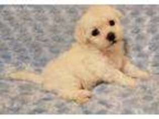 Bichon Frise Puppy for sale in Many, LA, USA