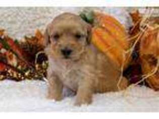 Goldendoodle Puppy for sale in Iowa City, IA, USA