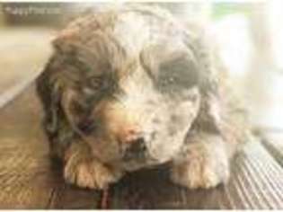 Mutt Puppy for sale in Adair, OK, USA